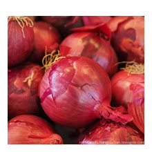 Fresh Red onion fresh in bulk with best price  China big onion